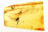 Detailed Fossil Jumping Spider and Fly in Baltic Amber #288500-1